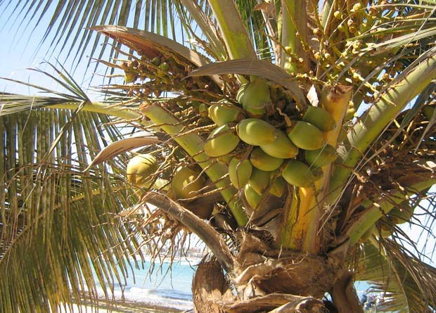 Photo présentant la viviparité : des noix de coco d'un cocotier (Cocos nucifera), encore reliées au plant mère, sont en train de germer.