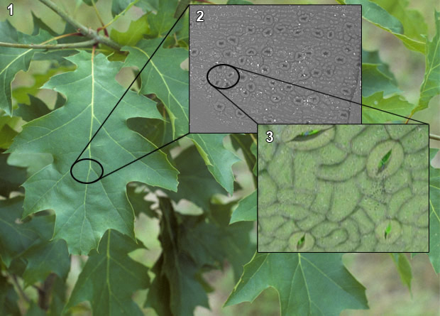 Photomontage of a red oak (Quercus rubra) leaf, with a second photo, taken in black and white electron microscopy, zooming in on the stomata, and with a drawing, zooming even more on the stomata 