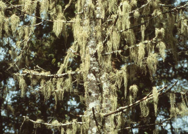 Photo of lichen hanging on the branches of a fir (Abies sp.)