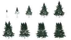 Graphic representation of poplars based upon mathematical growth models