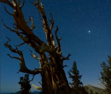 Photo of a Bristlecone pine, at dawn