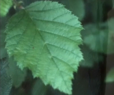 Photo de feuille d'aulne