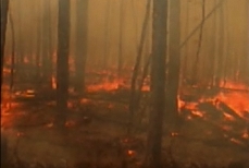 Photo of a forest fire, seen from the ground