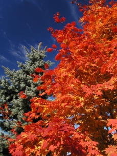 Photo d'un érable de Siebold en automne