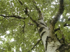 Photo of the trunk and leaves of a paper birch