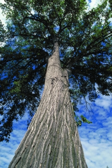 Photo of a white elm, taken with a hign angle shot, from the ground up