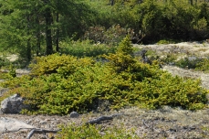 Photo d'une épinette blanche (Picea glauca) nanifiée