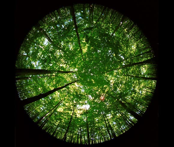 Photo de l'ouverture de la canopée d'un couvert forestier