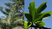 Montage photo d'aiguilles de sapin baumier (Abies balsamea) et d'une feuille de figuier commun (Ficus carica)
