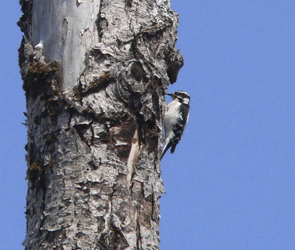 Photo of a Downy Woodpecker on a tree trunk