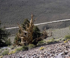 Photo d'un pin à cônes épineux (Pinus longaeva) poussant dans un milieu aride