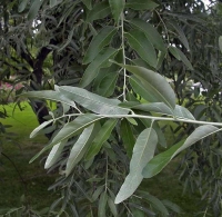 Photo de feuilles d'un olivier de Bohême (Elaeagnus angustifolia)