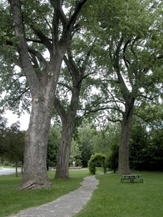 Magnificent eastern cottonwoods