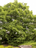 Photo of a metasequoia (Metasequoia glyptostroboides)