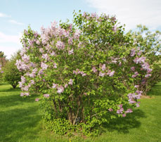 Photo of a lilac plant (Syringa sp.)
