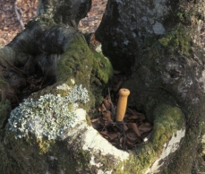 Photo d'un dendrotelme d'arbre, une cuvette dans le tronc d'un arbre vivant