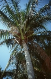 Photo d'un cocotier (Cocos nucifera)