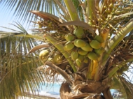 Photo de cocotier (Cocos nucifera)