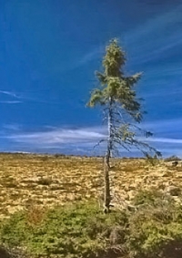 Photo of a 9550 years old Norway spruce