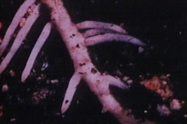 Image of tree rootlets