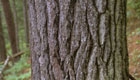 Trunk layers